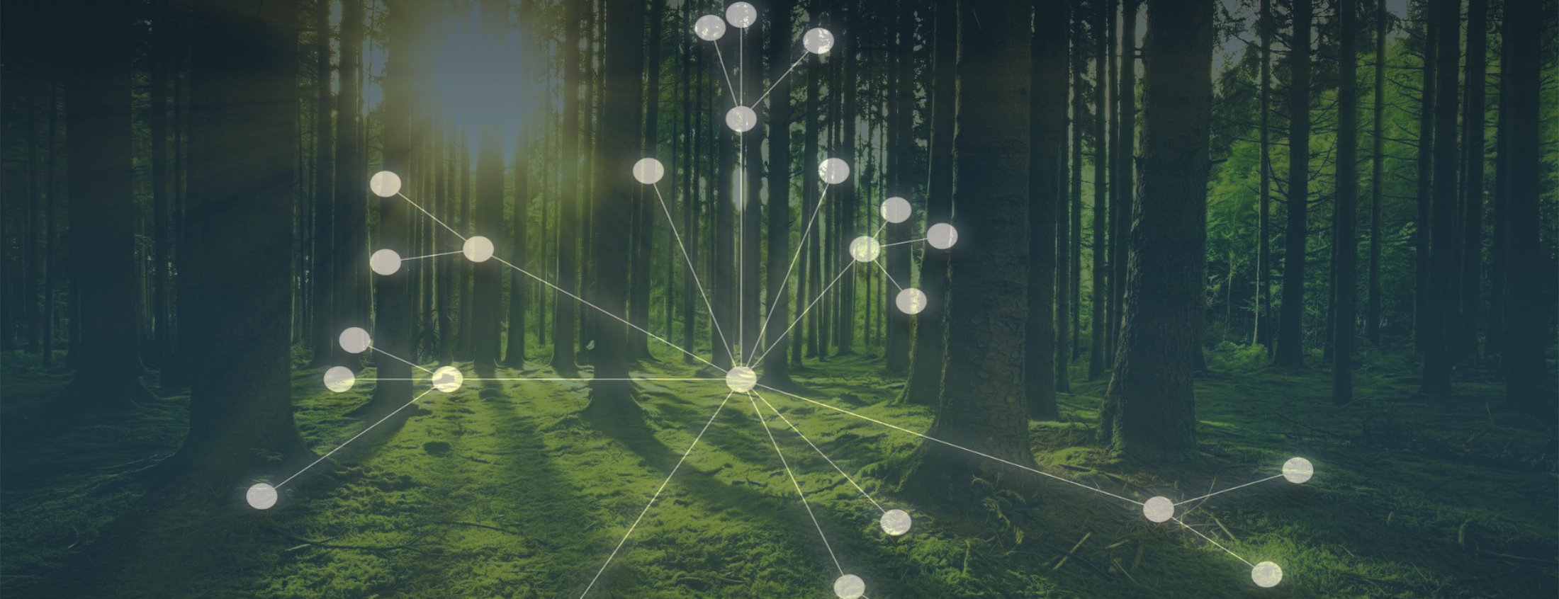 BaSys4Forestry - Projektbild Wald mit Netzwerk-Overlay