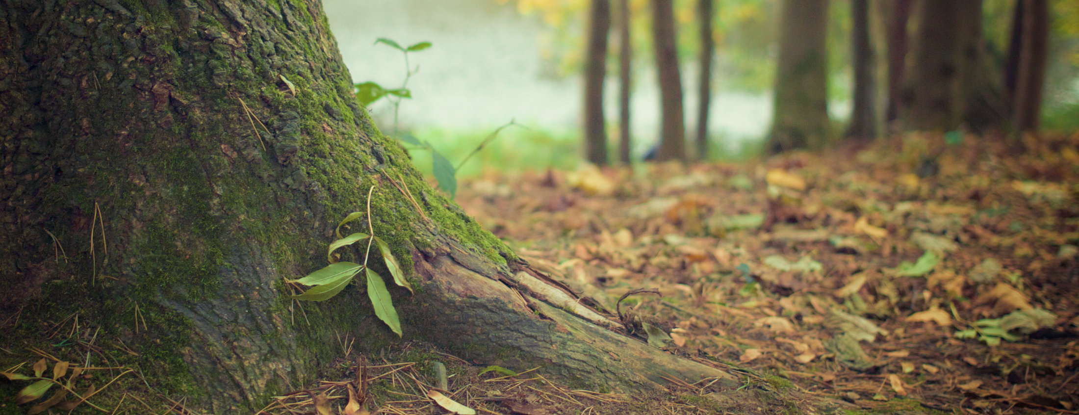 Waldboden 4.0 - Projektbild Wurzelbereich eines Baumes mit Waldboden